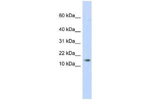 C11ORF67 antibody used at 1 ug/ml to detect target protein.
