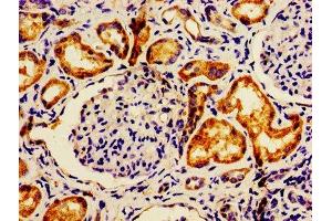 IHC image of ABIN7143578 diluted at 1:600 and staining in paraffin-embedded human kidney tissue performed on a Leica BondTM system. (AFG1-Like ATPase (AFG1L) (AA 14-313) antibody)