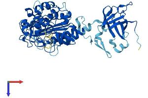 Lactamase, beta-Like 1 (LACTBL1) (AA 1-500) protein (His tag)