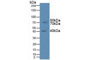 RFTN1 anticorps  (AA 288-520)