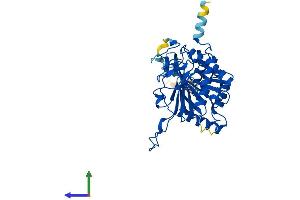 AlphaFold protein structure predicition of Mouse Recombinant Galt Protein, UniprotID Q03249 (GALT Protein (AA 1-379) (His tag))