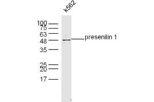 K562 Cell lysates probed with presenilin 1 Polyclonal Antibody, unconjugated  at 1:300 overnight at 4°C followed by a conjugated secondary antibody at 1:10000 for 60 minutes at 37°C. (Presenilin 1 antibody  (AA 10-80))