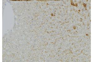 ABIN6272961 at 1/100 staining Mouse liver tissue by IHC-P. (GNMT antibody  (Internal Region))