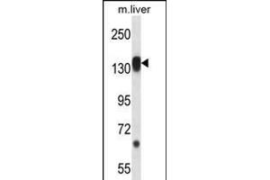 RPS6KC1 Antibody (N-term) (ABIN656394 and ABIN2845689) western blot analysis in mouse liver tissue lysates (35 μg/lane).