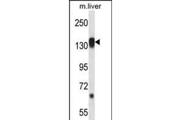 RPS6KC1 Antikörper  (N-Term)