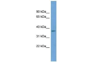 WB Suggested Anti-BACE2 Antibody Titration:  0. (BACE2 antibody  (Middle Region))