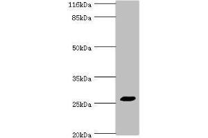 Western blot All lanes: TREM1 antibody at 2 μg/mL + HepG2 whole cell lysate Secondary Goat polyclonal to rabbit IgG at 1/10000 dilution Predicted band size: 27, 18, 26 kDa Observed band size: 27 kDa (TREM1 antibody  (AA 21-205))