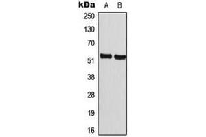 Western blot analysis of Cyclin A1 expression in MCF7 (A), NIH3T3 (B) whole cell lysates. (Cyclin A1 antibody  (C-Term))
