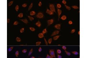 Immunofluorescence analysis of L929 cells using NDUFAF2 Polyclonal Antibody at dilution of 1:100. (NDUFAF2 antibody)