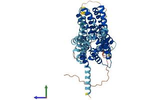 AlphaFold protein structure predicition of Human Recombinant SLC16A14 Protein, UniprotID Q7RTX9 (SLC16A14 Protein (AA 1-510) (His tag))