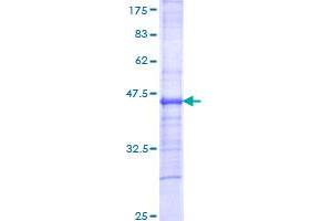 IL12RB2 Protein (AA 105-214) (GST tag)