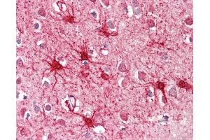 Anti-GLUD1 antibody IHC of human brain, cortex. (GLUD1 antibody  (AA 93-107))