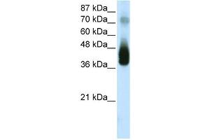 WB Suggested Anti-JUNB Antibody Titration:  2.