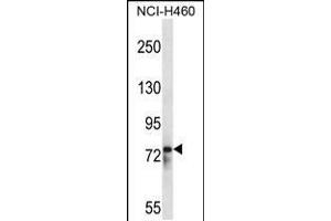 Western blot analysis in NCI-H460 cell line lysates (35ug/lane). (RBM12 antibody  (AA 575-603))