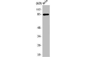 Western Blot analysis of COLO205 cells using APC5 Polyclonal Antibody (ANAPC5 antibody  (Internal Region))