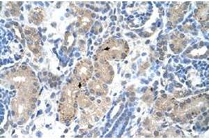 Immunohistochemical staining (Formalin-fixed paraffin-embedded sections) of human kidney with FOXR2 polyclonal antibody  at 4-8 ug/mL working concentration. (FOXR2 antibody  (N-Term))