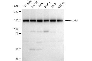 anti-Coatomer Protein Complex, Subunit alpha (COPA) antibody