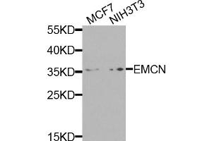 Western blot analysis of extracts of various cell lines, using EMCN antibody.