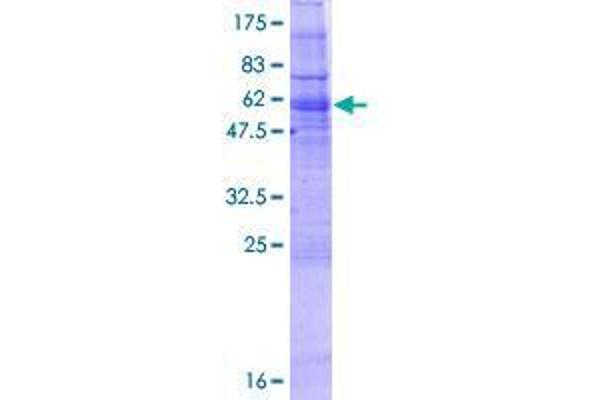 GIMAP2 Protein (AA 1-337) (GST tag)