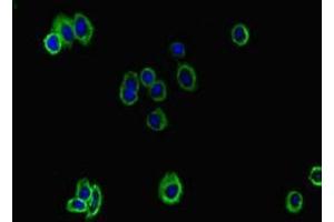 Immunofluorescent analysis of HepG2 cells using ABIN7163374 at dilution of 1:100 and Alexa Fluor 488-congugated AffiniPure Goat Anti-Rabbit IgG(H+L) (ATP8B1 antibody  (AA 217-330))