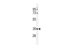 TMCO5B Antibody (C-term) (ABIN655349 and ABIN2844910) western blot analysis in 293 cell line lysates (35 μg/lane). (TMCO5B antibody  (C-Term))