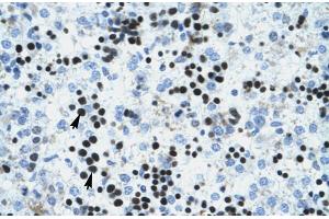 Human Liver; IVNS1ABP antibody - N-terminal region in Human Liver cells using Immunohistochemistry (IVNS1ABP antibody  (N-Term))