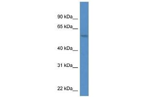 Western Blot showing MON1A antibody used at a concentration of 1. (MON1A antibody  (C-Term))