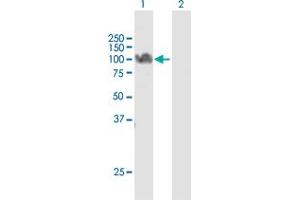Western Blot analysis of STAT5A expression in transfected 293T cell line by STAT5A MaxPab polyclonal antibody.