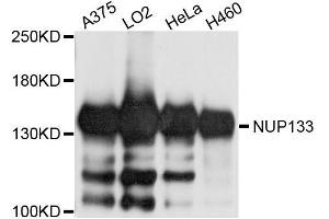Western blot analysis of extracts of various cell lines, using NUP133 antibody (ABIN5996355) at 1/1000 dilution.