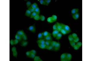 Immunofluorescence staining of Hela cells with ABIN7150946 at 1:33, counter-stained with DAPI. (HERC5 antibody  (AA 153-284))