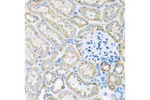 Immunohistochemistry of paraffin-embedded mouse kidney using COX6A1 antibody at dilution of 1:100 (x40 lens).
