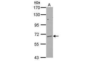 Image no. 3 for anti-GPI Anchor Attachment Protein 1 (GPAA1) (AA 201-539) antibody (ABIN1501893) (GPAA1 antibody  (AA 201-539))