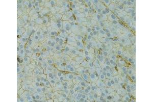 Immunohistochemistry of paraffin-embedded Rat pancreas using KCNJ1 Polyclonal Antibody at dilution of 1:100 (40x lens).