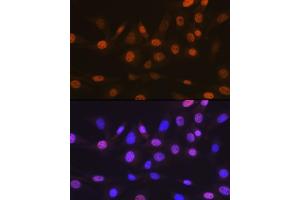 Immunofluorescence analysis of NIH-3T3 cells using T Rabbit mAb (ABIN7270729) at dilution of 1:100 (40x lens). (TARBP2 antibody)