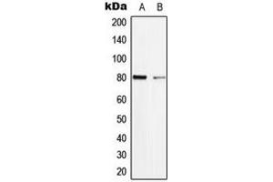 Western blot analysis of TAU (pS713) expression in SHSY5Y (A), mouse brain (B) whole cell lysates. (tau antibody  (C-Term, pSer713))