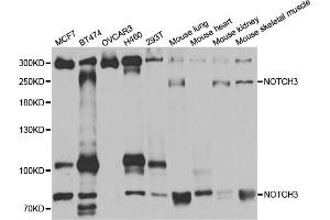 Western blot analysis of extracts of various cell lines, using NOTCH3 antibody (ABIN5971594) at 1:400 dilution. (NOTCH3 antibody)