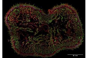 Immunohistochemistry staining (frozen sections) of murine tongue by anti-AHNAK1 antibody (; red). (AHNAK antibody  (N-Term))