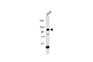 FGFR4 antibody  (N-Term)