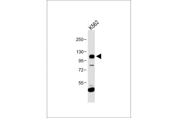 FGFR4 antibody  (N-Term)