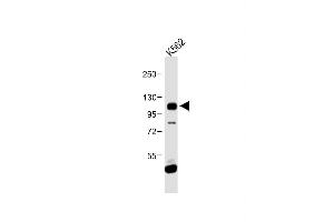 Anti-FGFR4 Antibody (N-term) at 1:1000 dilution + K562 whole cell lysate Lysates/proteins at 20 μg per lane.