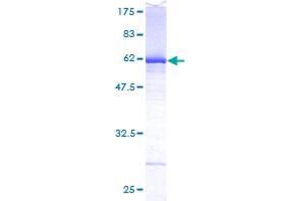 DEF6 Protein (AA 1-336) (GST tag)