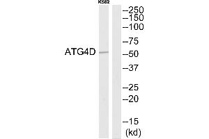 Western blot analysis of extracts from K562 cells, using ATG4D antibody. (ATG4D antibody  (N-Term))