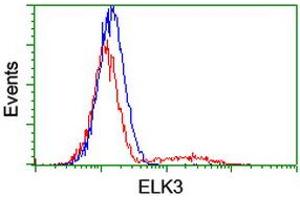 Image no. 3 for anti-ELK3, ETS-Domain Protein (SRF Accessory Protein 2) (ELK3) antibody (ABIN1498005) (ELK3 antibody)