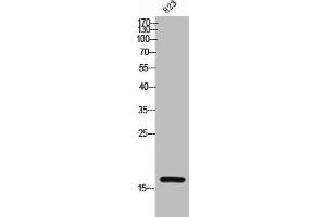 Western Blot analysis of 823 cells using CD235a Polyclonal Antibody (CD235a/GYPA antibody  (Internal Region))