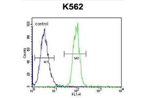 Flow cytometric analysis of K562 cells using TCF21 Antibody (C-term) Cat. (TCF21 antibody  (C-Term))