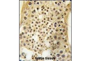 Formalin-fixed and paraffin-embedded human testis tissue reacted with USP7 antibody (C-term) (ABIN388889 and ABIN2839179) , which was peroxidase-conjugated to the secondary antibody, followed by DAB staining. (USP7 antibody  (C-Term))