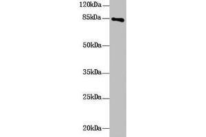 Western Blot All lanes: DHX32 antibody at 10 μg/mL + Mouse liver tissue Secondary Goat polyclonal to rabbit IgG at 1/10000 dilution Predicted band size: 85, 76 kDa Observed band size: 85 kDa (DHX32 antibody  (AA 301-500))