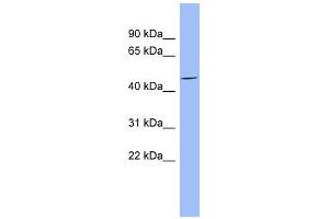 MFAP1 antibody used at 1 ug/ml to detect target protein. (MFAP1 antibody  (Middle Region))