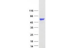 Western Blotting (WB) image for Inhibitor of kappa Light Polypeptide Gene Enhancer in B-Cells, Kinase gamma (IKBKG) (Transcript Variant 3) protein (Myc-DYKDDDDK Tag) (ABIN2727094)