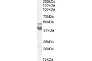 Image no. 1 for anti-Dyslexia Susceptibility 1 Candidate 1 (DYX1C1) (N-Term) antibody (ABIN374955) (DYX1C1 antibody  (N-Term))